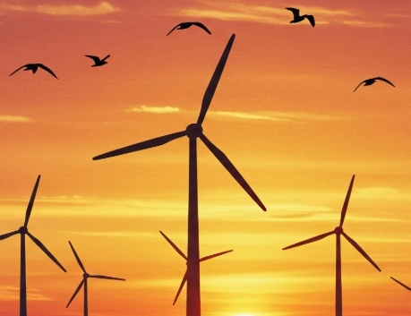 Impacts of offshore wind energy infrastructure on Birds